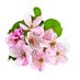 appleblossom
