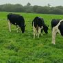 British friesian incalf heifers for sale Image 5