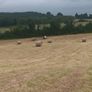 Round bales of hay Image 4