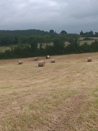 Round bales of hay