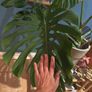 monstera plant Image 2
