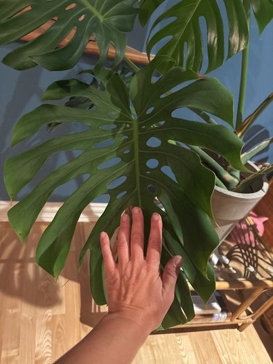 monstera plant