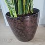 Sansevieria Laurentii planter Image 5