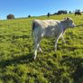 Heifers Image 7