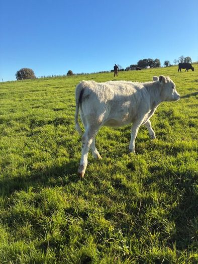 Heifers