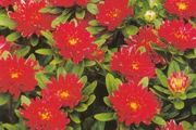 (A) Aster Pompon Trobador seeds 0.2g (415472)