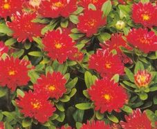 (A) Aster Pompon Trobador seeds 0.2g (415472)