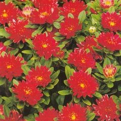 (A) Aster Pompon Trobador seeds 0.2g (415472)