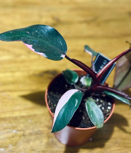 Philodendron Pink Princess in 12cm pot and 25cm in height