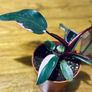 Philodendron Pink Princess in 12cm pot and 25cm in height Image 6