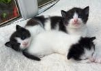 Kittens
