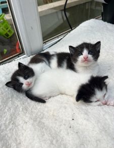 Kittens