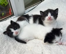 Kittens