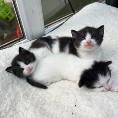 Kittens