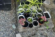 Garden bed