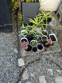Garden bed