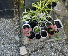 Garden bed
