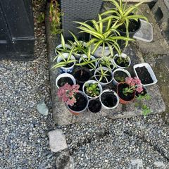 Garden bed