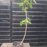 Horse chestnut trees Image 5