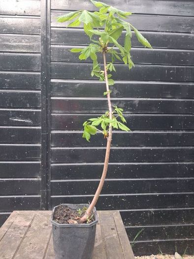 Horse chestnut trees
