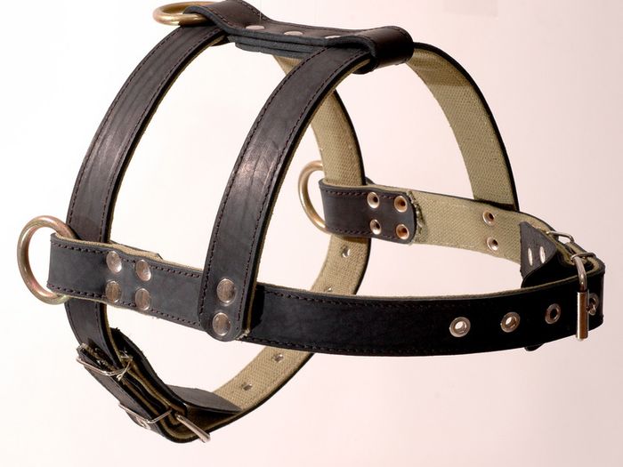 Genuine Leather Harness for Ciau-Ciau / Samoyed Husky