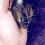 Rabbits. Quality Flemish Giants and Mini lops Image 5