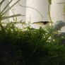 small shrimps for aquariums Image 2