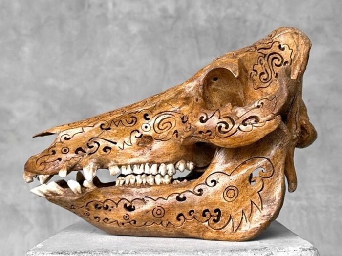 Authentic Hand Carved Wild Boar Skull - Bone