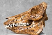 Authentic Hand Carved Wild Boar Skull - Bone