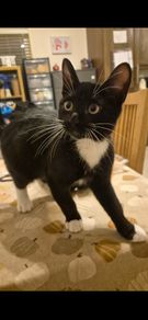 Kitten