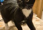 Kitten