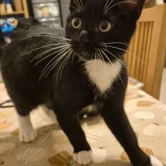Kitten