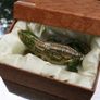 Iguana Decorative Trinket Box Image 3