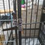 parrot cage Image 4