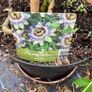 Passion Flower Plant Image 3