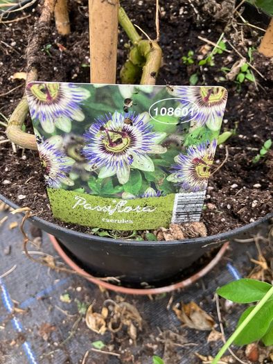 Passion Flower Plant