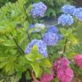 XL hydrangea Image 2