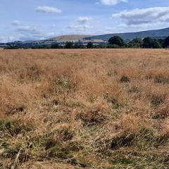Grass Meadows for Hay/ Haylage/Silage