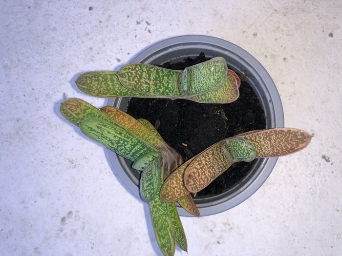 Succulents