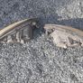 Ford Mondeo Headlights Image 3