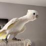 Ducorps cockatoo Image 3