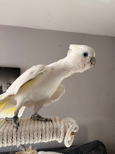 Ducorps cockatoo