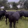 Cattle Image 6