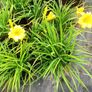 plants Image 3