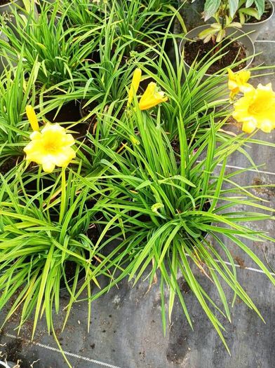 plants