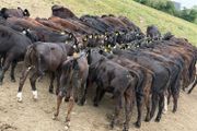 40 Aberdeen Angus Heifers