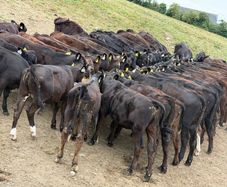 40 Aberdeen Angus Heifers