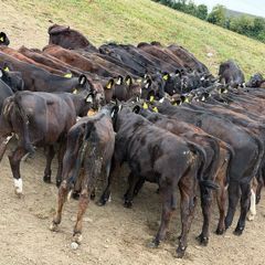 40 Aberdeen Angus Heifers