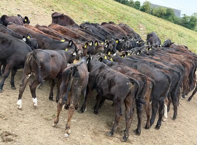 40 Aberdeen Angus Heifers