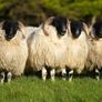 Perth / Scotch Blackface Ram Lambs Image 2
